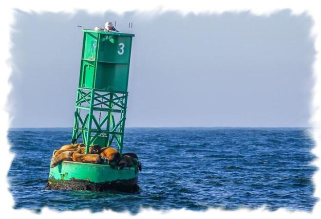 Buoy with seagulls and seals
