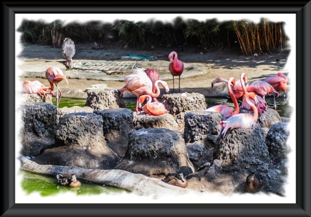 Flamingo nests at the San Diego Zoo