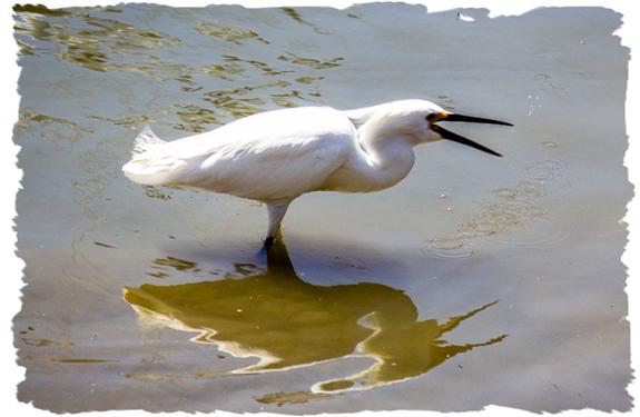 Great egret fishing for breakfast