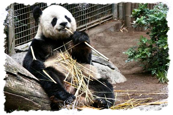 Giant panda at the San Diego Zoo
