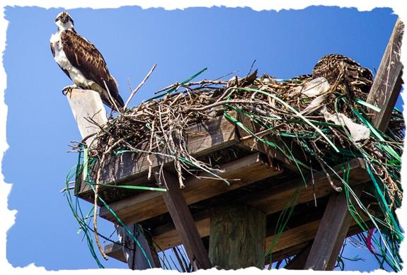 Nesting osprey