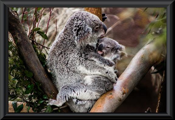 Koala female and one-year-old joey at the San Diego Zoo