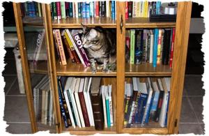 Zoey the Cool Cat exploring the books