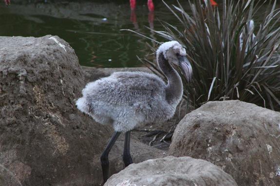 Baby flamingo looking for food