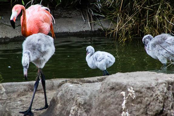 Baby flamingos practicing walking around