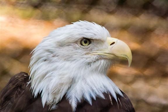 Bald eagle in residence at the San Diego Zoo Safari Park