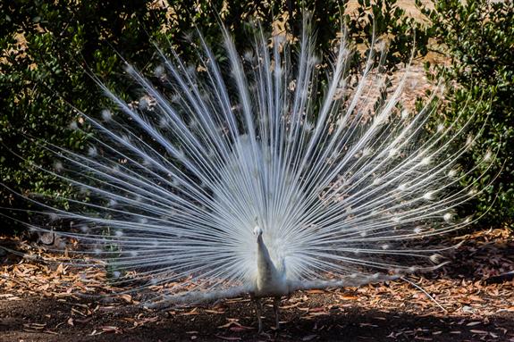 White peacock at Leo Carrillo Historic Ranch in Carlsbad, California