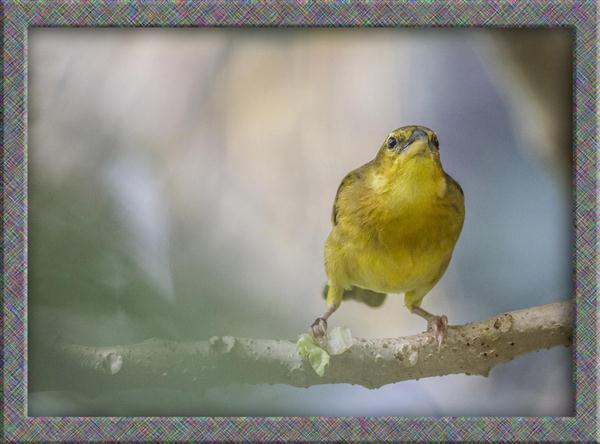 Bird picture framed in Photoshop CS6