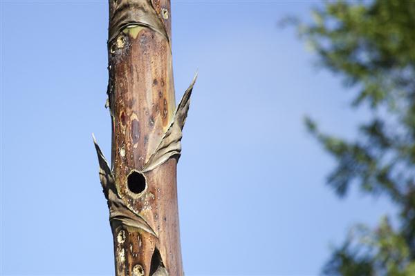 Woodpecker hole in a century plant