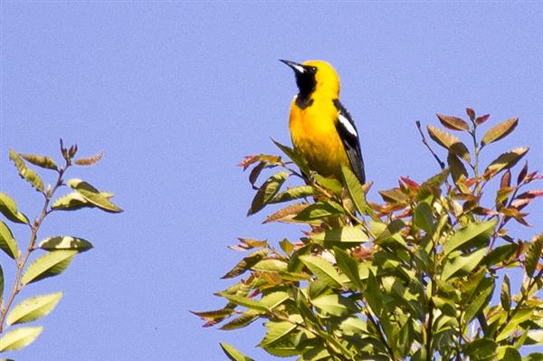 Black and yellow bird