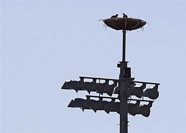 Nesting ospreys