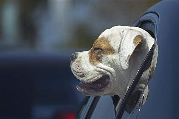 Car window dog