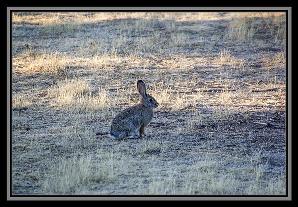 Rabbit, State Route 94, San Diego County, California