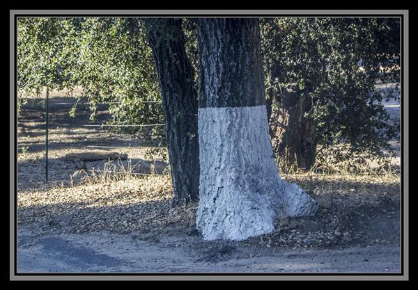 Painted tree trunk, State Route 94, San Diego County, California
