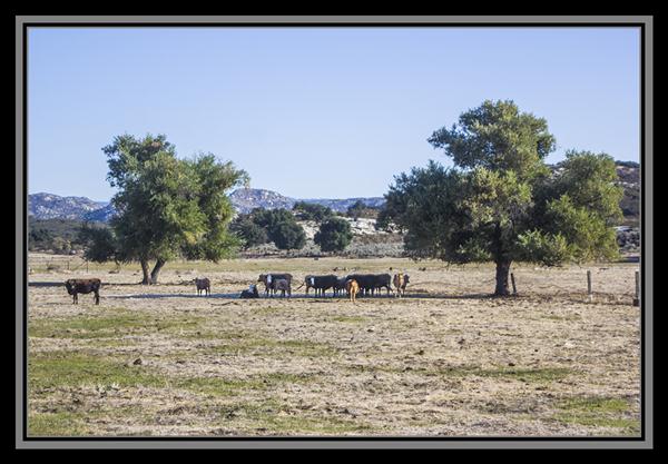 Cattle, State Route 94, San Diego County, California