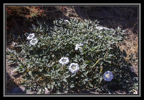 Datura, State Route 94, San Diego County, California
