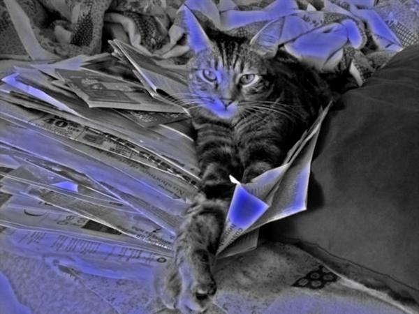 Zoey the Cool Cat using a Photoshop CS6 filter