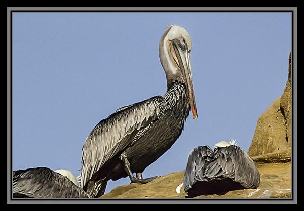 Pelican in La Jolla, California