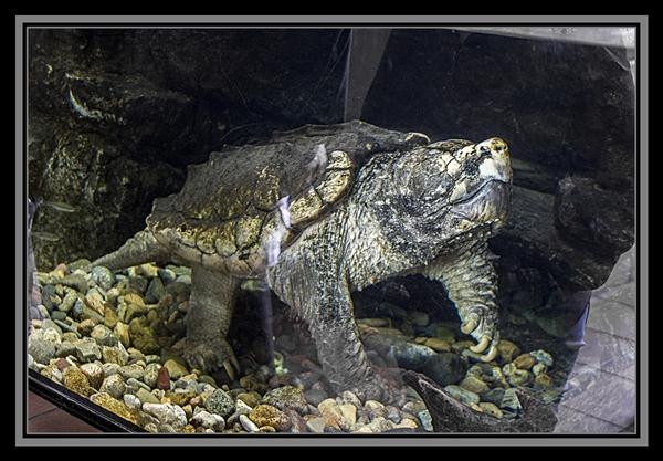Alligator snapping turtle at the San Diego Zoo