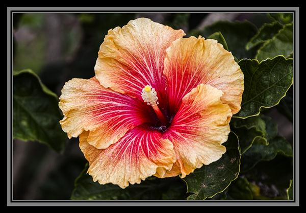 Hibiscus blooming in November at the San Diego Zoo