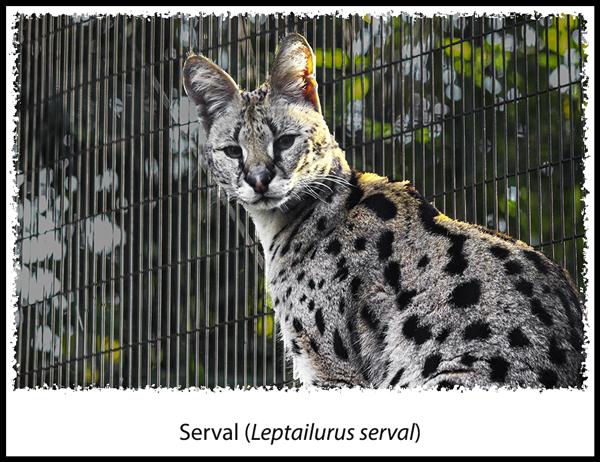 Serval at the San Diego Zoo