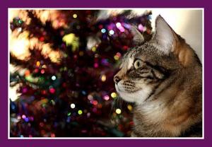 Zoey the Cool Cat and Christmas tree