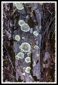 Lichen in Cleveland National Forest