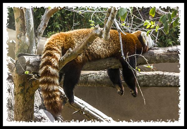 Red Panda at the San Diego Zoo