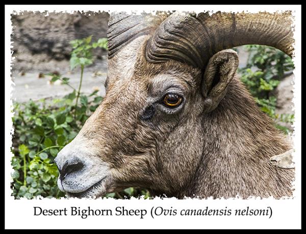 Desert Bighorn Sheep at the San Diego Zoo