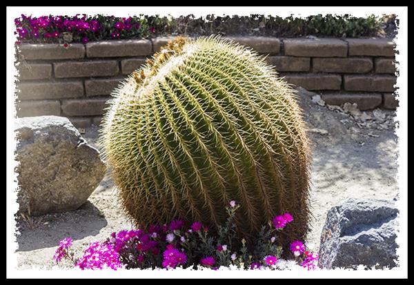 Golden Barrel Cactus in Balboa Park, San Diego