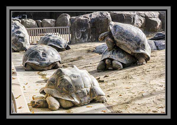 Galapagos tortoises at San Diego Zoo