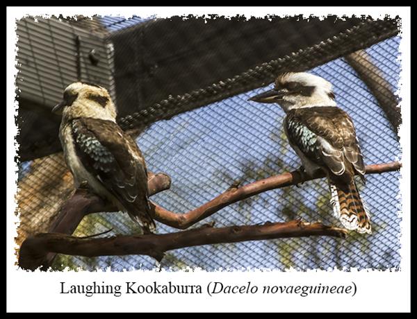 Laughing Kookaburras at the San Diego Zoo's Australian Outback exhibit