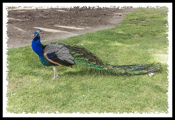 Peacock at the Los Angeles Arboretum