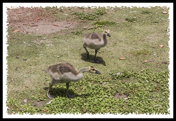 Baby Canada Geese at the Los Angeles Arboretum and Botanic Garden in Arcadia, California