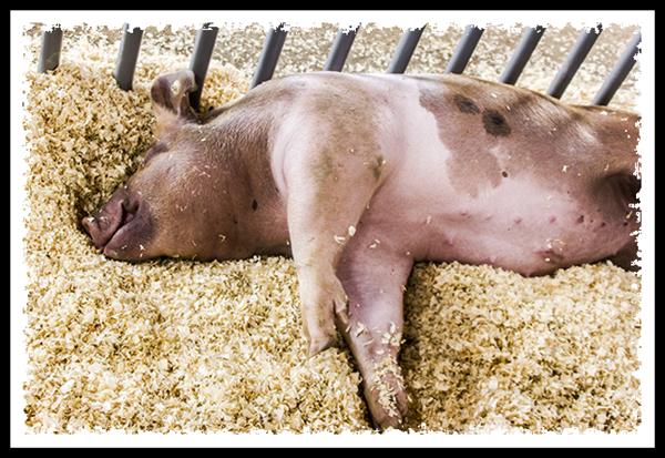 Pig at the 2013 San Diego County Fair