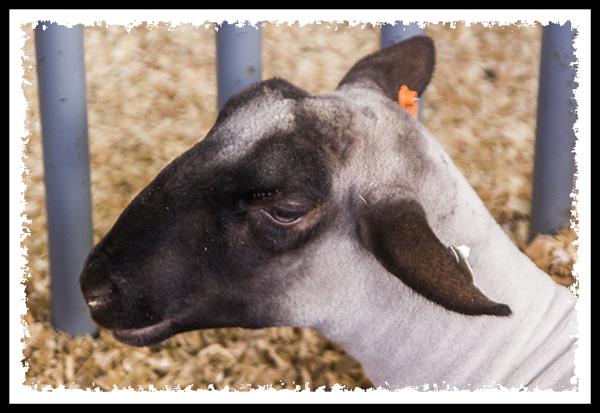 Goat at the 2013 San Diego County Fair