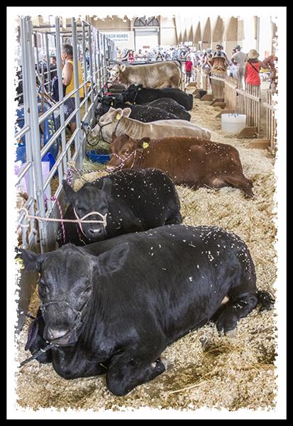 Cattle at the 2013 San Diego County Fair
