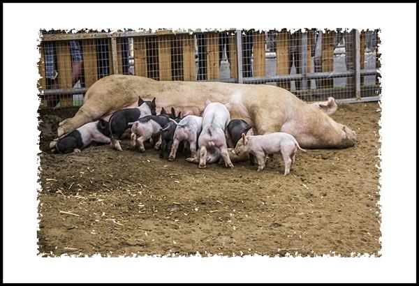 Pigs at the San Diego County Fair
