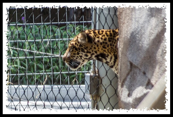 Jaguar at the San Diego Zoo