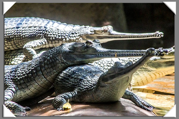 Johnston's crocodiles at the San Diego Zoo