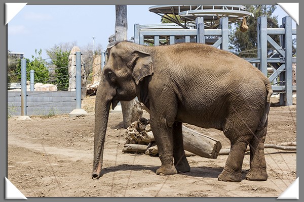 Elephant at the San Diego Zoo