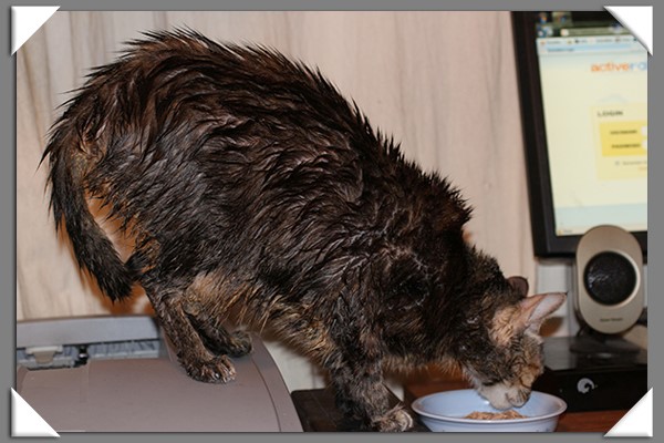 A wet Zoey the Cool Cat