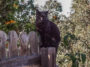 Sophie on fence