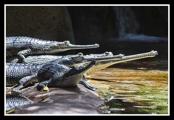Freshwater crocodiles at the San Diego Zoo