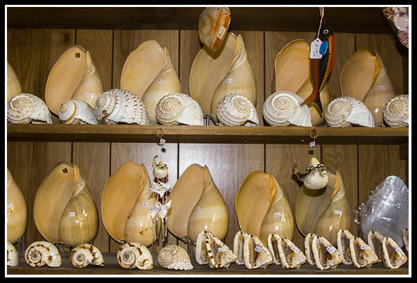 Bibbey's Shell Shop in Imperial Beach, California