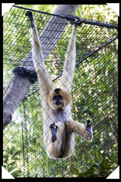 Female red-cheeked gibbon at the San Diego Zoo