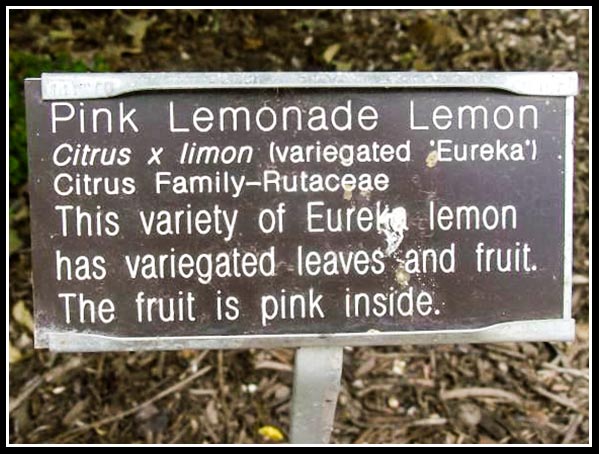 Pink lemonade lemon