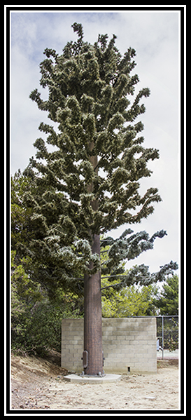 Pinus verizonii