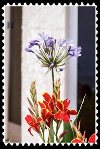 Canna and agapanthus