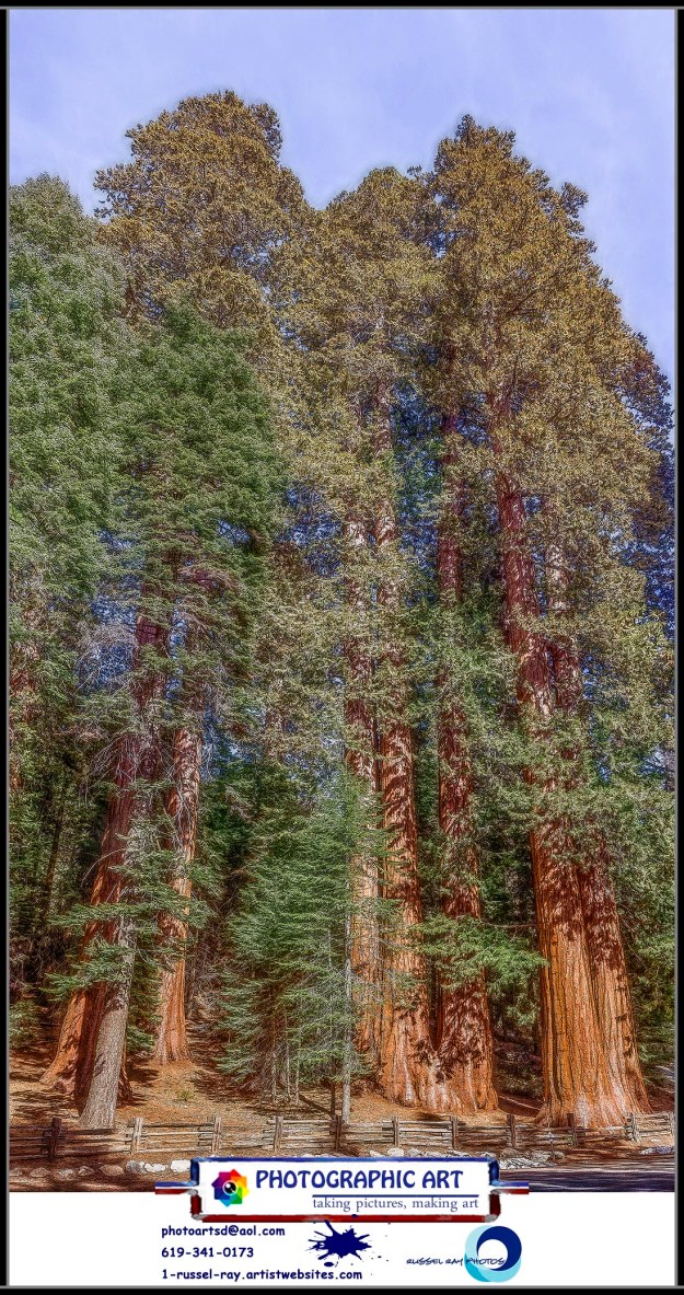 The Giant Forest in Sequoia National Park